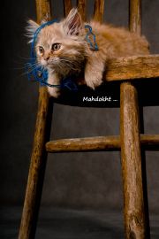 ماهدخت واحدی