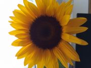 نزهت نوذري فرد